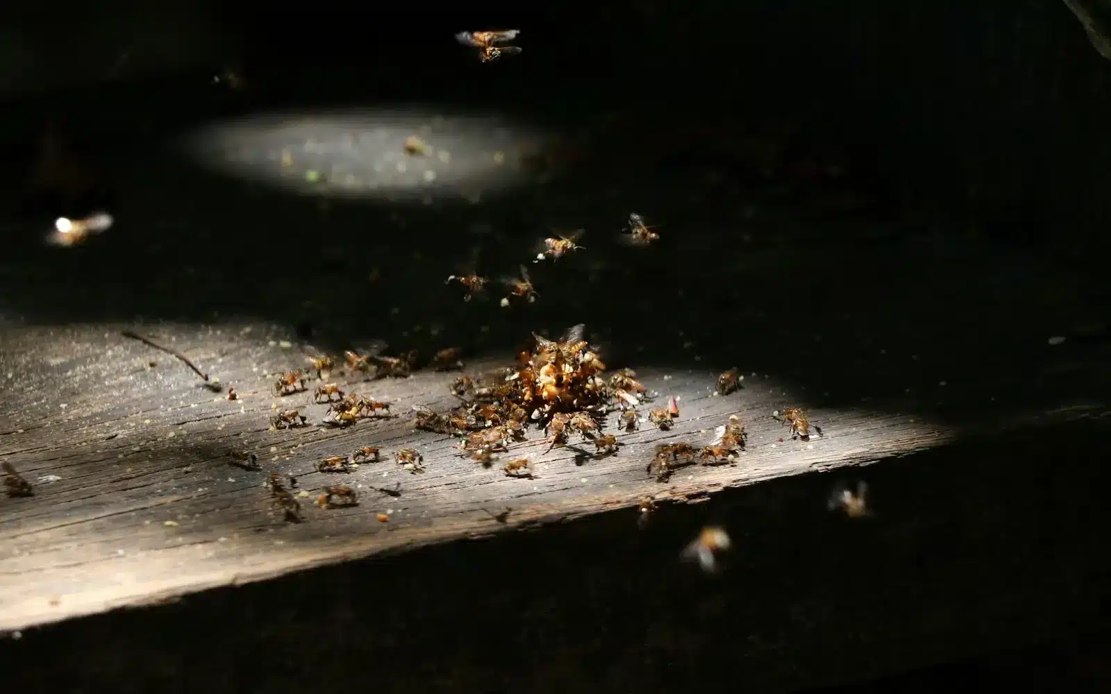 Bee swarm clustered on a branch at a Melbourne property