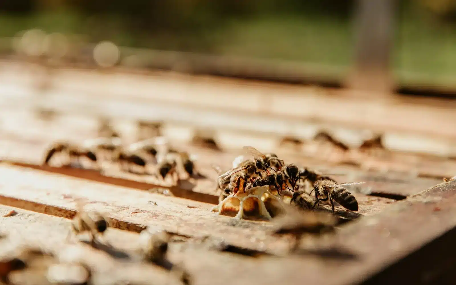 Bee colony being cut out of a wall cavity in Melbourne