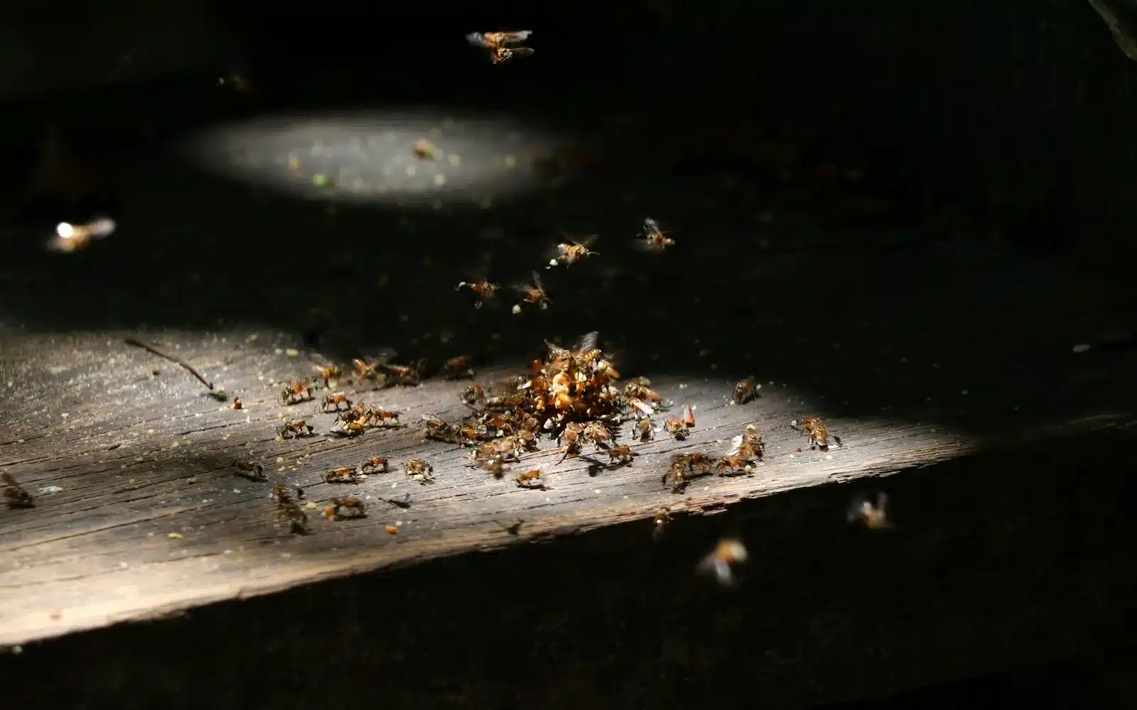 Emergency bee swarm removal at a Melbourne home